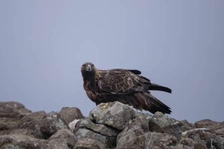 Foto de Águila dorada en las montañas Rhodope. Águila en la cima de las montañas de Bulgaria. Ornitología durante el invierno. - Imagen libre de derechos
