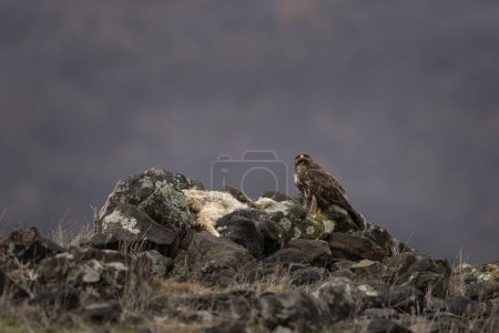 Photo for Common buzzard in Rhodope mountains. Buzzard on the top of Bulgaria mountains. Ornithology during winter time. - Royalty Free Image