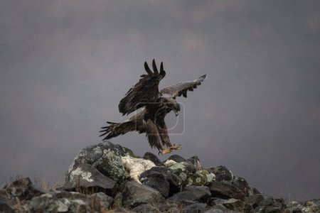Foto de Águila dorada en las montañas Rhodope. Águila en la cima de las montañas de Bulgaria. Ornitología durante el invierno. - Imagen libre de derechos