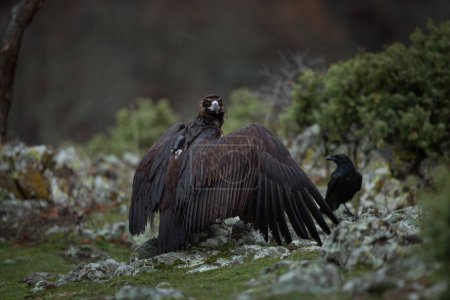 Photo for Reintroducing cinereous vulture in Rhodope mountains. Black vulture on the top of Bulgaria mountains. Ornithology during winter time. - Royalty Free Image