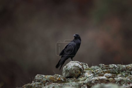 Foto de Cuervo común en las montañas Rhodope. Una bandada de cuervos en la roca. Ornitología en Bulgaria montañas. Las aves negras en la naturaleza de Europa. - Imagen libre de derechos