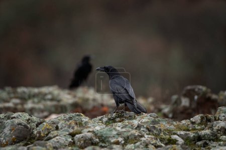Foto de Cuervo común en las montañas Rhodope. Una bandada de cuervos en la roca. Ornitología en Bulgaria montañas. Las aves negras en la naturaleza de Europa. - Imagen libre de derechos