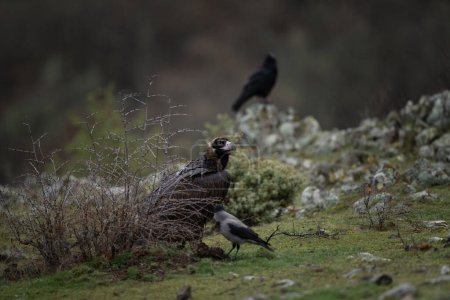 Téléchargez les photos : Réintroduction du vautour cendré dans les montagnes Rhodopes. Vautour noir sur le sommet des montagnes de Bulgarie. Ornithologie en hiver. - en image libre de droit