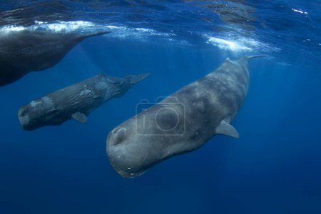 Foto de Ballena espermática cerca de la superficie. Ballenas en el océano Índico. La ballena dentada más grande del planeta. Vida marina en el océano. - Imagen libre de derechos