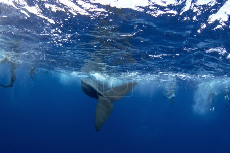 Foto de Ballena espermática cerca de la superficie. Ballenas en el océano Índico. La ballena dentada más grande del planeta. Vida marina en el océano. - Imagen libre de derechos