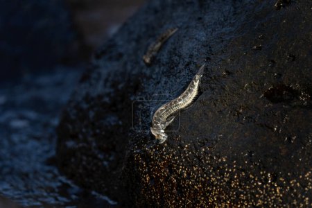Téléchargez les photos : Des petits poissons grimpent sur le rocher près de la côte. Alticus monochrus sur l'île Maurice. Des poissons qui peuvent croquer hors de l'eau et se nourrir des pierres. - en image libre de droit