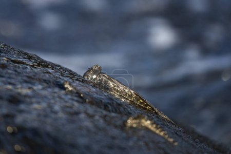 Téléchargez les photos : Des petits poissons grimpent sur le rocher près de la côte. Alticus monochrus sur l'île Maurice. Des poissons qui peuvent croquer hors de l'eau et se nourrir des pierres. - en image libre de droit