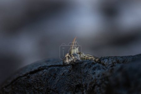 Photo for Small fish are climbing on the rock near the coast. Alticus monochrus on Mauritius island. Fish who can croal out of water and feed on the stones. - Royalty Free Image
