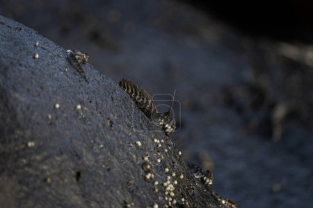 Foto de Pequeños peces están escalando en la roca cerca de la costa. Alticus monochrus en Isla Mauricio. Peces que pueden cantar fuera del agua y alimentarse de las piedras. - Imagen libre de derechos