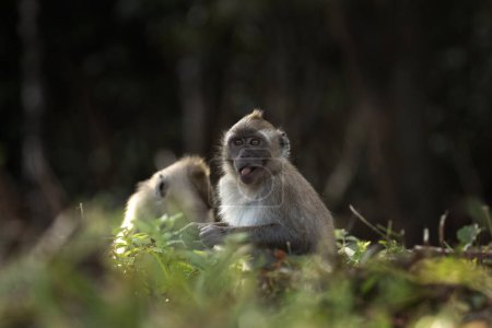 Foto de Los cangrejos que comen macacos están buscando comida en el bosque. Macaco en la isla Mauricio. Pequeño mono está explorando la naturaleza. - Imagen libre de derechos