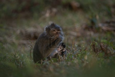 Téléchargez les photos : Les crabes mangeant des troupes macaques sont à la recherche de nourriture dans la forêt. Macaque sur l'île Maurice. Petit singe explore la nature. - en image libre de droit