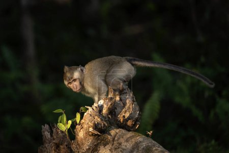 Foto de Los cangrejos que comen macacos están buscando comida en el bosque. Macaco en la isla Mauricio. Pequeño mono está explorando la naturaleza. - Imagen libre de derechos
