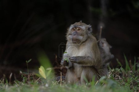 Téléchargez les photos : Les crabes mangeant des troupes macaques sont à la recherche de nourriture dans la forêt. Macaque sur l'île Maurice. Petit singe explore la nature. - en image libre de droit
