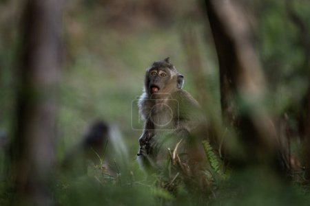 Photo for Crab eating macaque troop are looking for food in the forest. Macaque on the Mauritius island. Small monkey is exploring nature. - Royalty Free Image