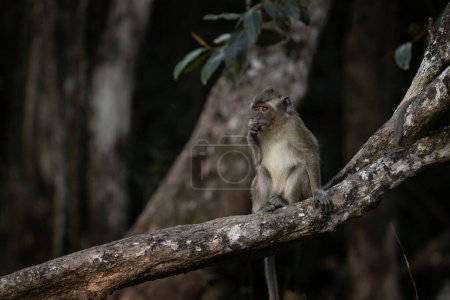Photo for Crab eating macaque troop are looking for food in the forest. Macaque on the Mauritius island. Small monkey is exploring nature. - Royalty Free Image