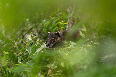 Foto de Coati sudamericanos en el Parque Nacional Iguaz. Coati se alimenta en el bosque. Mamífero sudamericano con hocico largo. - Imagen libre de derechos