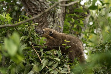 Photo for South American coati in Iguaz National Park.  Coati is feeding in the forest. South American mammal with long snout. - Royalty Free Image