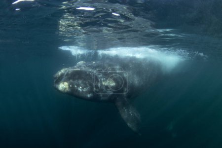 Téléchargez les photos : Baleine noire du sud autour de la péninsule de Valdes. La baleine noire avec le veau se détendent dans l'eau. Vie marine épique autour de la côte argentine. - en image libre de droit