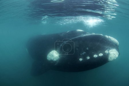 Téléchargez les photos : Baleine noire du sud autour de la péninsule de Valdes. La baleine noire avec le veau se détendent dans l'eau. Vie marine épique autour de la côte argentine. - en image libre de droit