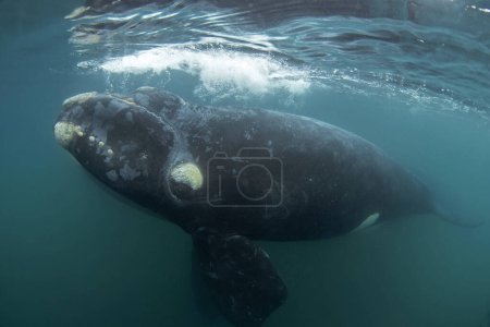 Photo for Southern right whale around the Valdes peninsula. Right whale with the calf are relaxing in water. Epic marine life around Argentina coast. - Royalty Free Image