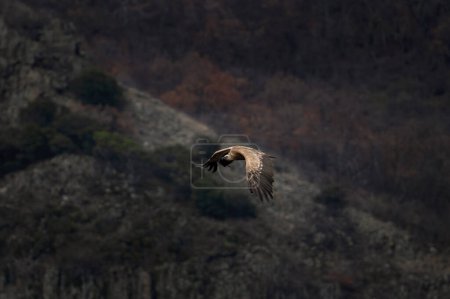 Foto de Buitre leonado vuela en las montañas Rhodope. Gyps fulvus fue reintroducido en Bulgaria. Ornitología durante el invierno. Gran pájaro marrón con cuello blanco. - Imagen libre de derechos