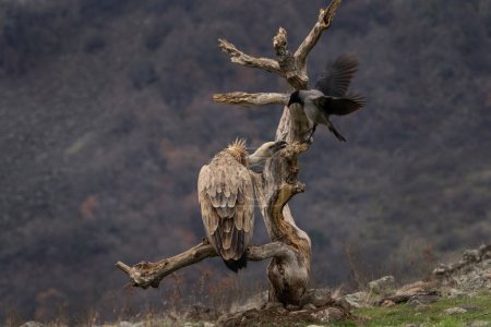 Foto de Buitre leonado está luchando con cuervo encapuchado en las montañas Rhodope. Gyps fulvus fue reintroducido en Bulgaria. Ornitología durante el invierno. - Imagen libre de derechos