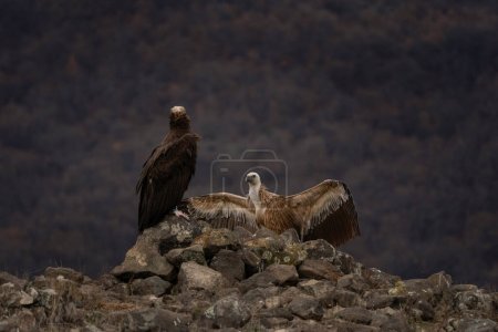 Téléchargez les photos : Griffon vautour se bat avec le vautour noir dans les montagnes Rhodopes. Gyps fulvus et aegypius monachus ont été réintroduits en Bulgarie. Ornithologie en hiver. - en image libre de droit