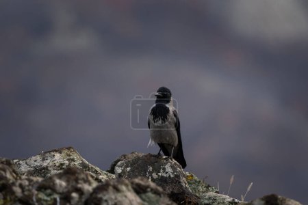 Photo for Hooded crow in Rhodope mountains. Scald crow in the rockies mountains during winter. Crow with gray belly and black head. - Royalty Free Image