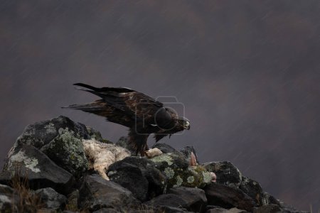 Photo for Golden eagle in Rhodope mountains. Aquila chrysaetos in the rockies mountains during winter. King of the sky is relaxing on the stone.. - Royalty Free Image