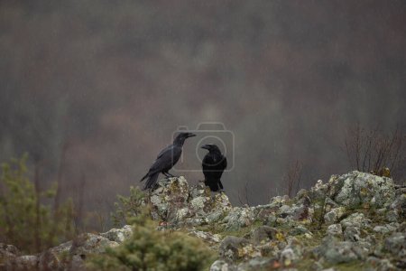 Téléchargez les photos : Corbeau commun dans les montagnes Rhodopes. Corvus corax dans les montagnes rocheuses en hiver. Oiseau noir griffe sur le dessus de la pierre. - en image libre de droit