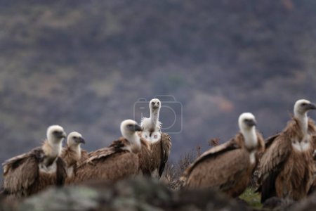 Photo for Griffon vulture in Rhodope mountains. Gyps fulvus on the top of Bulgaria mountains. Ornithology during winter time. Huge brown bird with white neck. - Royalty Free Image