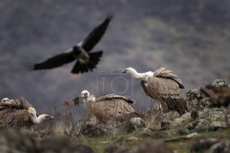 Téléchargez les photos : Griffon vautour dans les montagnes Rhodopes. Gyps fulvus sur le sommet des montagnes de Bulgarie. Ornithologie en hiver. Énorme oiseau brun avec cou blanc. - en image libre de droit