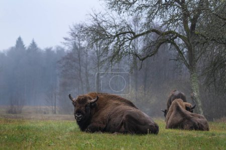 Photo for Group of european bison during rain in Bialowieza national park. The zubr on the meadow. Huge bull is resting between trees in Poland. - Royalty Free Image