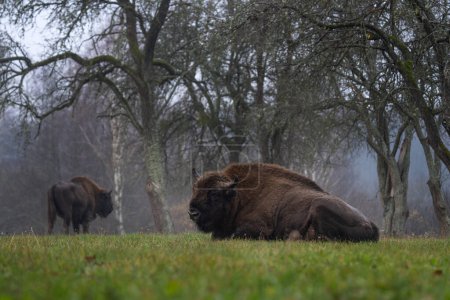 Téléchargez les photos : Groupe de bisons européens pendant la pluie dans le parc national Bialowieza. Le zubr sur la prairie. Un énorme taureau se repose entre les arbres en Pologne. - en image libre de droit