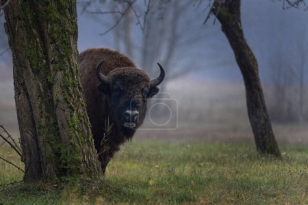 Groupe de bisons européens pendant la pluie dans le parc national Bialowieza. Le zubr sur la prairie. Un énorme taureau se repose entre les arbres en Pologne. 