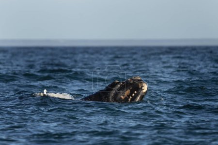 Foto de La ballena franca del sur respira alrededor de la península de Valds. Ballenas francas raras durante el tiempo de apareamiento. Comportamiento superficial de los cetáceos. Actividad de las ballenas en la superficie del océano. - Imagen libre de derechos