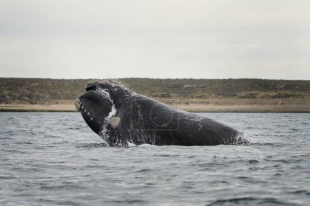 Téléchargez les photos : La baleine noire du Sud franchit la péninsule Valds. Rares baleines noires pendant la période d'accouplement. Comportement de surface des cétacés. - en image libre de droit