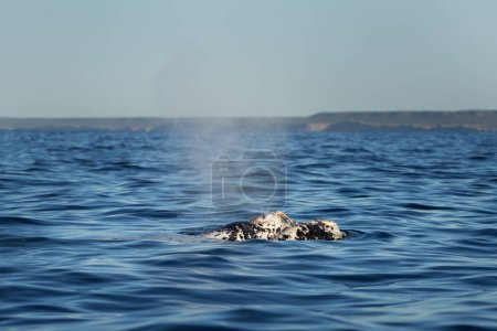 Photo for Southern right whale is breathing around the Valds peninsula. Rare right whales during mating time. Cetacean surfacing behaviour. Whales activity on the ocean surface. - Royalty Free Image