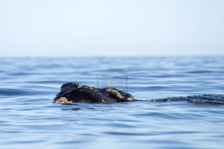 Photo for Southern right whale is breathing around the Valds peninsula. Rare right whales during mating time. Cetacean surfacing behaviour. Whales activity on the ocean surface. - Royalty Free Image