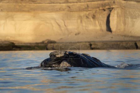 Téléchargez les photos : La baleine noire du Sud respire autour de la péninsule de Valds. Rares baleines noires pendant la période d'accouplement. Comportement de surface des cétacés. Activité des baleines à la surface de l'océan. - en image libre de droit