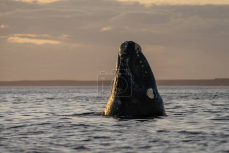 Photo for Southern right whale is breaching around the Valds peninsula. Rare right whales during mating time. Cetacean surfacing behaviour. - Royalty Free Image