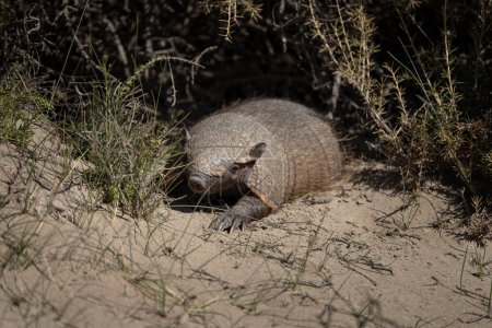 Photo for Rare armadillo in Valds peninsula. Cute hairy armadillo is looking around in bushes. Wild animal in Argentina. - Royalty Free Image