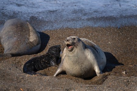 Téléchargez les photos : L'éléphant phoque du Sud est allongé sur la plage. Colonie de phoques éléphants dans la péninsule de Valds en Argentine. Veau de phoque rester près de la mère. - en image libre de droit