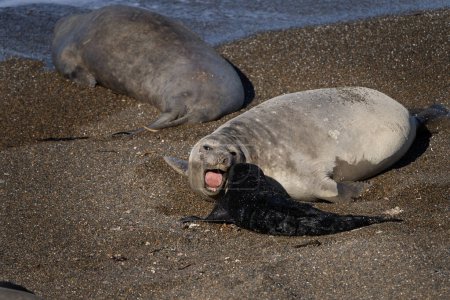 Téléchargez les photos : L'éléphant phoque du Sud est allongé sur la plage. Colonie de phoques éléphants dans la péninsule de Valds en Argentine. Veau de phoque rester près de la mère. - en image libre de droit