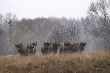 Foto de Grupo de bisontes europeos durante la lluvia en el parque nacional Bialowieza. El zubr en el prado. Toro enorme está descansando entre los árboles en Polonia. - Imagen libre de derechos