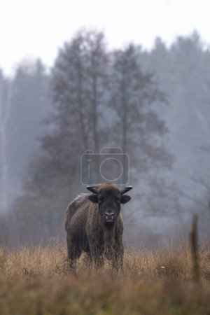 Foto de Bisonte europeo durante la lluvia en el parque nacional Bialowieza. El zubr en el prado. Toro enorme está descansando entre los árboles en Polonia. - Imagen libre de derechos
