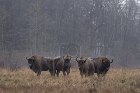 Foto de Grupo de bisontes europeos durante la lluvia en el parque nacional Bialowieza. El zubr en el prado. Toro enorme está descansando entre los árboles en Polonia. - Imagen libre de derechos