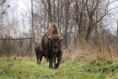 Téléchargez les photos : Groupe de bisons européens pendant la pluie dans le parc national Bialowieza. Le zubr sur la prairie. Un énorme taureau se repose entre les arbres en Pologne. - en image libre de droit