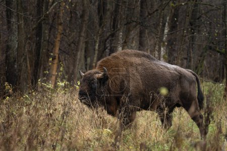 Téléchargez les photos : Bison européen pendant la pluie dans le parc national de Bialowieza. Le zubr sur la prairie. Un énorme taureau se repose entre les arbres en Pologne. - en image libre de droit