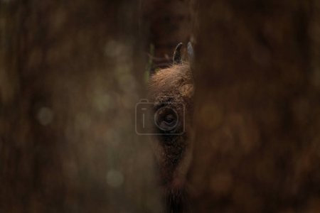 Foto de Bisonte europeo durante la lluvia en el parque nacional Bialowieza. El zubr en el prado. Toro enorme está descansando entre los árboles en Polonia. - Imagen libre de derechos